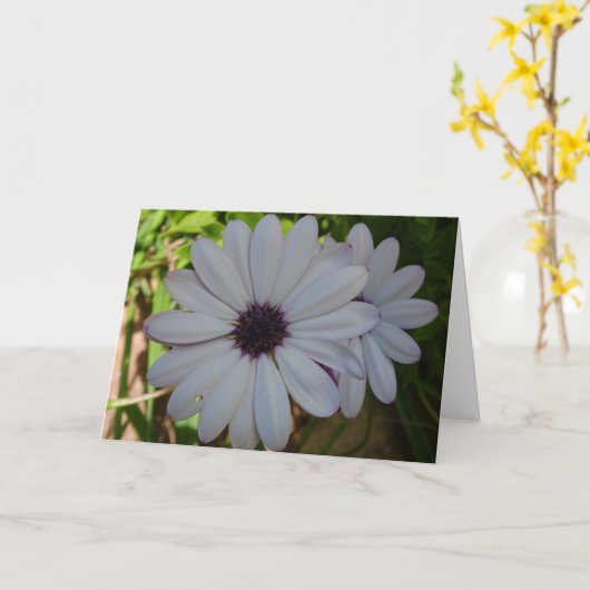 Witte African Daisy Flower Kaart (Gele Bloem)