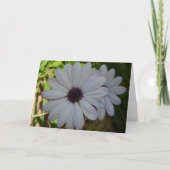 Witte African Daisy Flower Kaart (Voorkant)