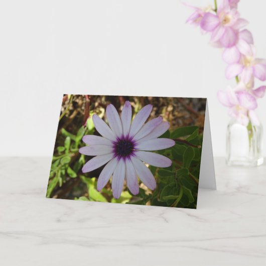 Witte African Daisy Flower Kaart (Orchidee)