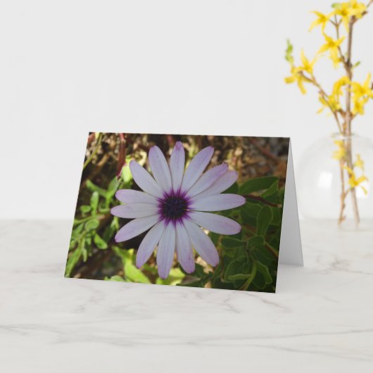 Witte African Daisy Flower Kaart (Gele Bloem)
