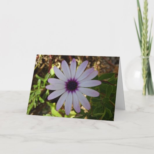 Witte African Daisy Flower Kaart (Voorkant)