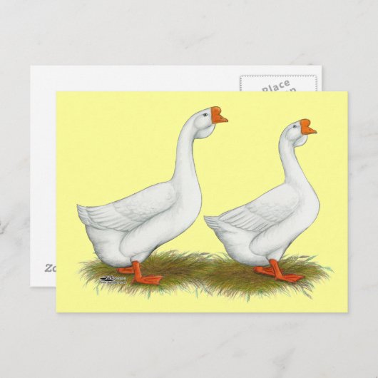 Witte Afrikaanse ganzen Briefkaart (Voorkant / Achterkant)