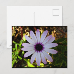 Witte Afrikaanse Madeliefje Bloem Briefkaart