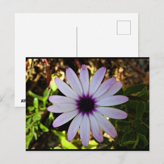 Witte Afrikaanse Madeliefje Bloem Briefkaart (Voorkant / Achterkant)