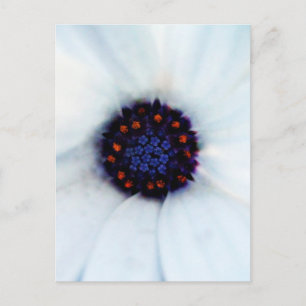Witte Afrikaanse Madeliefje Bloem Fotograaf Briefkaart