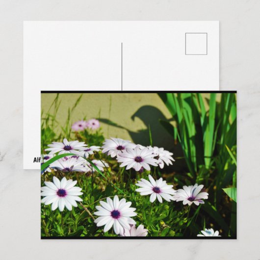 Witte Afrikaanse Madeliefjes Briefkaart (Voorkant / Achterkant)