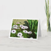 Witte Afrikaanse madeliefjes Kaart (Voorkant)