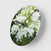 Witte Agapanthus bloem Ronde Klok (Hoek)