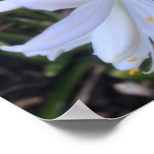 Witte Agapanthus bloemen Poster (Hoek)