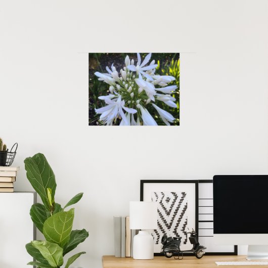 Witte Agapanthus bloemen Poster (Thuiskantoor)