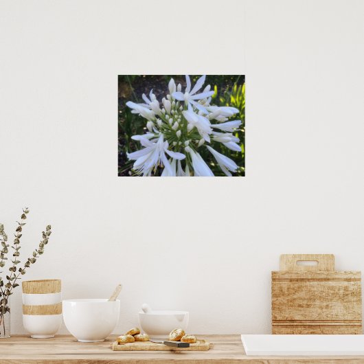 Witte Agapanthus bloemen Poster (Keuken)