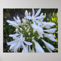 Witte Agapanthus bloemen