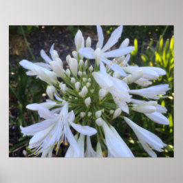 Witte Agapanthus bloemen Poster