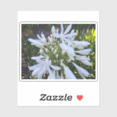 Witte Agapanthus bloemen Sticker (Vel)
