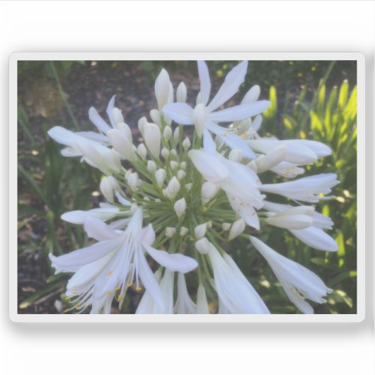 Witte Agapanthus bloemen Sticker (Voorkant)