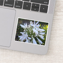 Witte Agapanthus bloemen Sticker