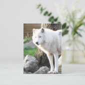 Witte albino wolfgeest - Theriaanse geschenken Briefkaart (Staand voorkant)