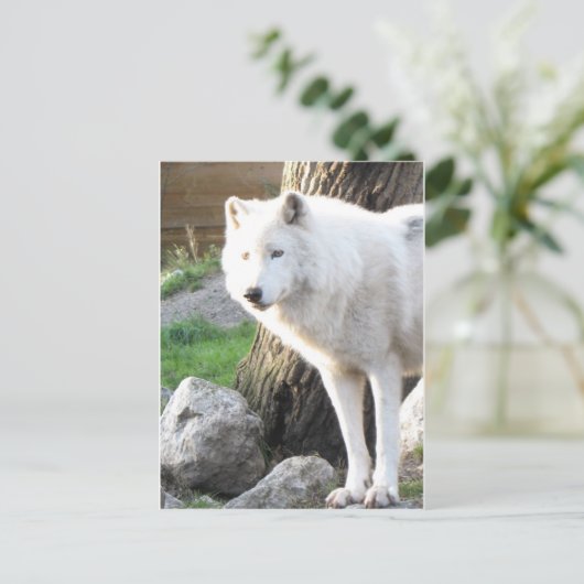 Witte albino wolfgeest - Theriaanse geschenken Briefkaart (Staand voorkant)