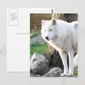 Witte albino wolfgeest - Theriaanse geschenken Briefkaart (Voorkant / Achterkant)
