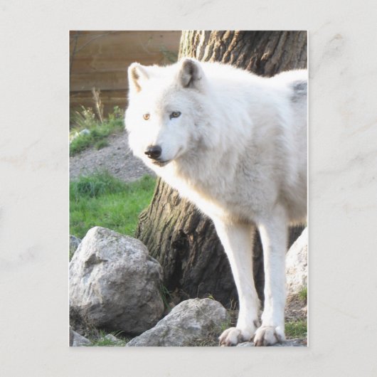 Witte albino wolfgeest - Theriaanse geschenken Briefkaart (Voorkant)