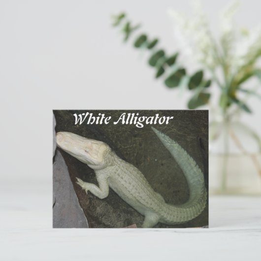 Witte alligator briefkaart (Staand voorkant)