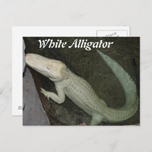 Witte alligator briefkaart (Voorkant / Achterkant)
