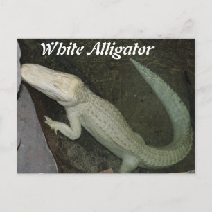 Witte alligator briefkaart