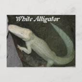 Witte alligator briefkaart (Voorkant)