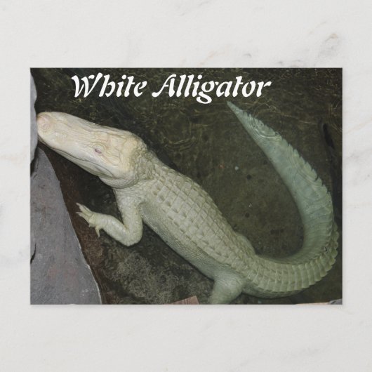 Witte alligator briefkaart (Voorkant)