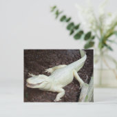 witte alligator briefkaart (Staand voorkant)