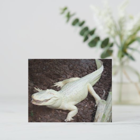witte alligator briefkaart (Staand voorkant)