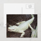witte alligator briefkaart (Voorkant / Achterkant)