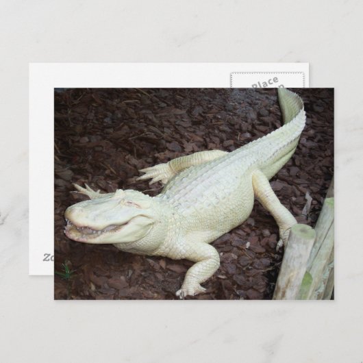 witte alligator briefkaart (Voorkant / Achterkant)