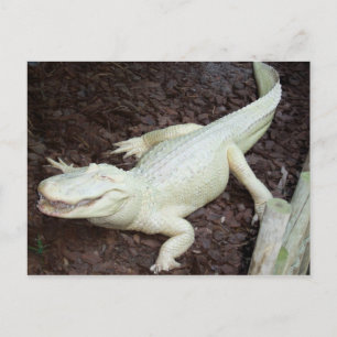 witte alligator briefkaart
