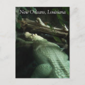 Witte Alligator van Louisiana Briefkaart (Voorkant)
