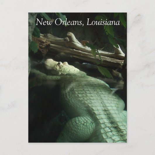 Witte Alligator van Louisiana Briefkaart (Voorkant)