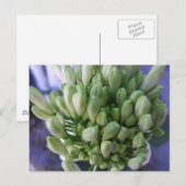 Witte Allium Buds Briefkaart (Voorkant / Achterkant)