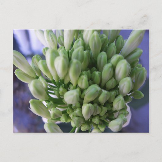 Witte Allium Buds Briefkaart (Voorkant)