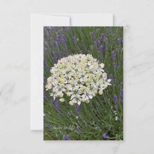 Witte Allium & Lavendel Bloemen Notitiekaartje (Voorkant)