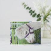 Witte alpaca, 1 briefkaart (Staand voorkant)