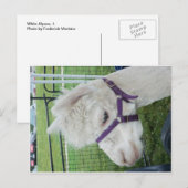 Witte alpaca, 1 briefkaart (Voorkant / Achterkant)