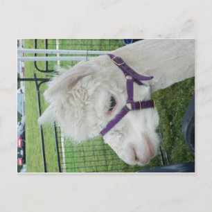 Witte alpaca, 1 briefkaart