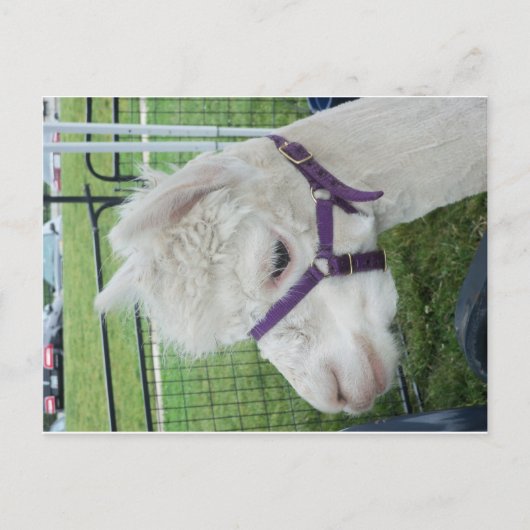 Witte alpaca, 1 briefkaart (Voorkant)