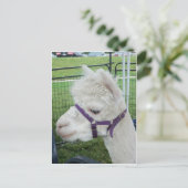 Witte alpaca, 1 briefkaart (Staand voorkant)