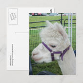Witte alpaca, 1 briefkaart (Voorkant / Achterkant)