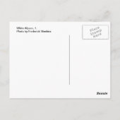 Witte alpaca, 1 briefkaart (Achterkant)