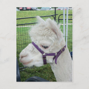 Witte alpaca, 1 briefkaart