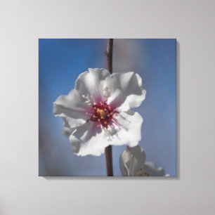 Witte amandelbloem Botanische fotografie Canvas Afdruk