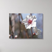 Witte Amandelbloesem - Natuurlijk Lente Licht Eleg Canvas Afdruk (Voorkant)