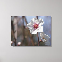 Witte Amandelbloesem - Natuurlijk Lente Licht Eleg Canvas Afdruk